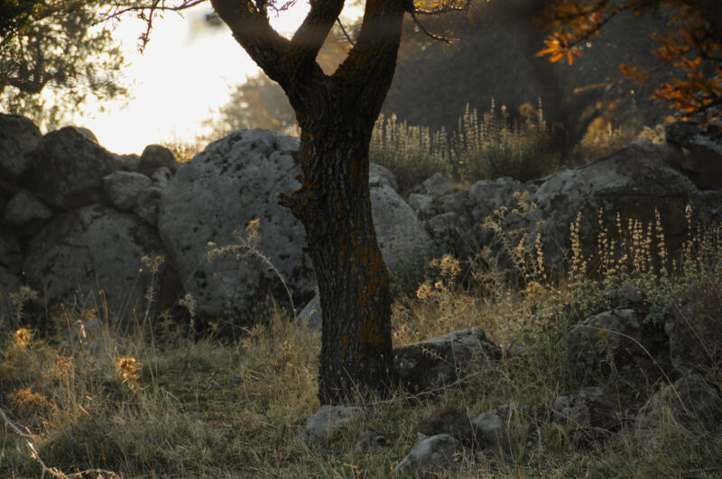 On the olive mountain