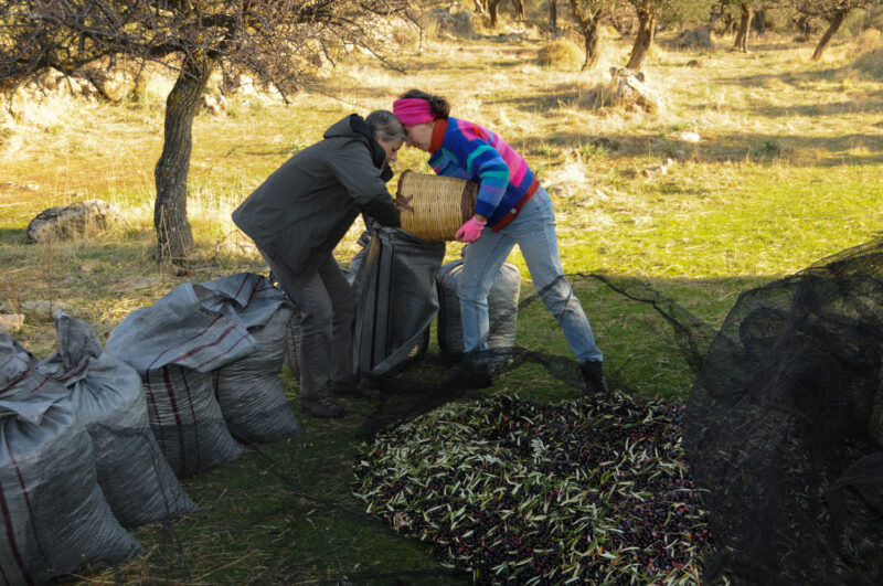 On the olive mountain