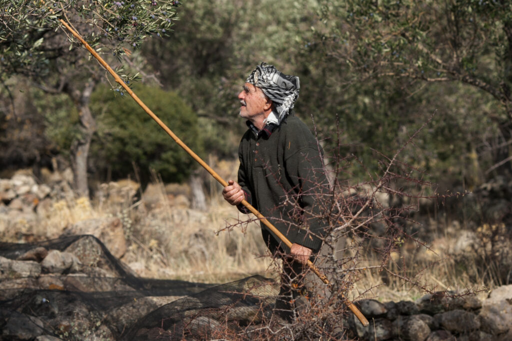 On the olive mountain