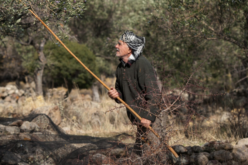 On the olive mountain