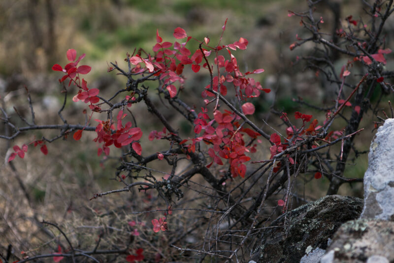 On the olive mountain