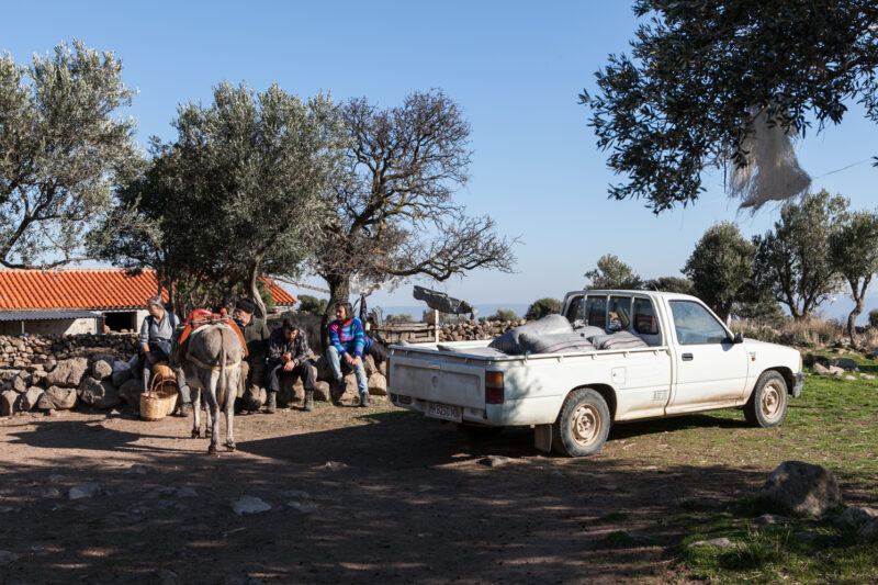 On the olive mountain
