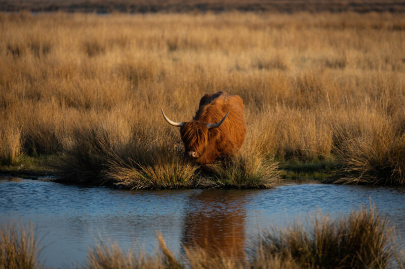 Highland cattle