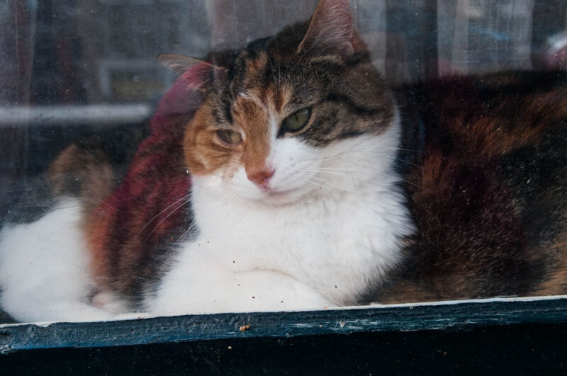 Cat behind window, Amsterdam