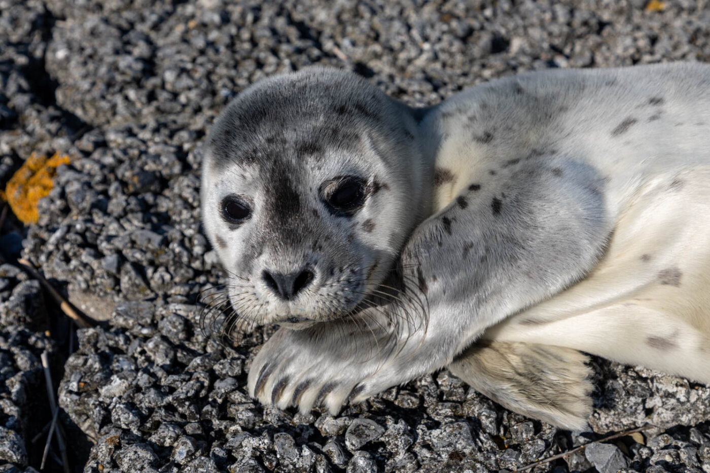 Seal pup at the Westerschelde