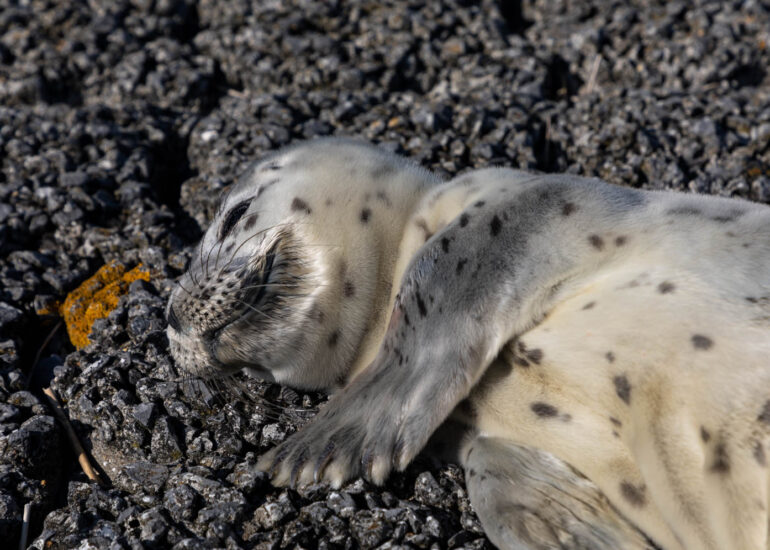 Seal pup at the Westerschelde