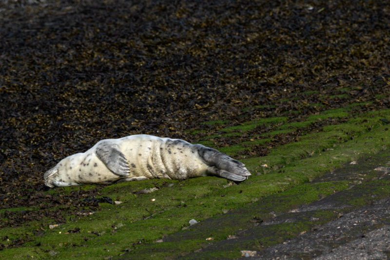 Seal pup at the Westerschelde