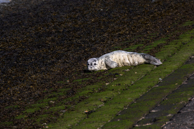 Seal pup at the Westerschelde