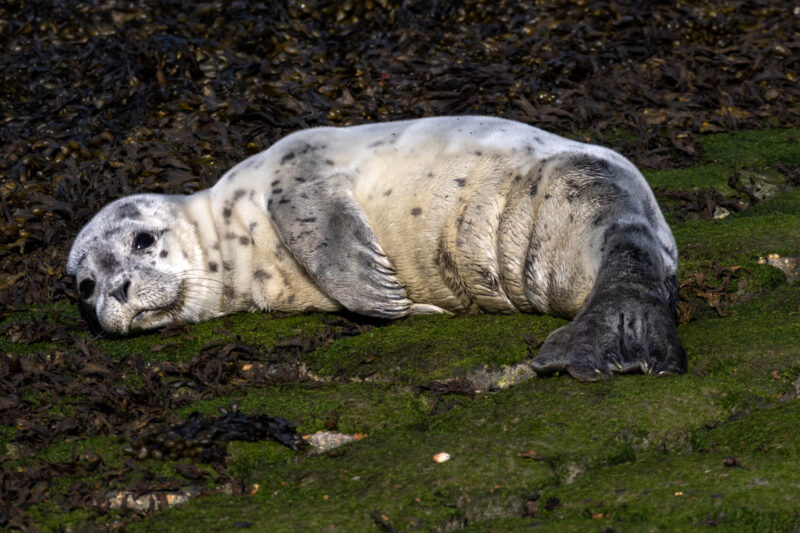 Seal pup at the Westerschelde