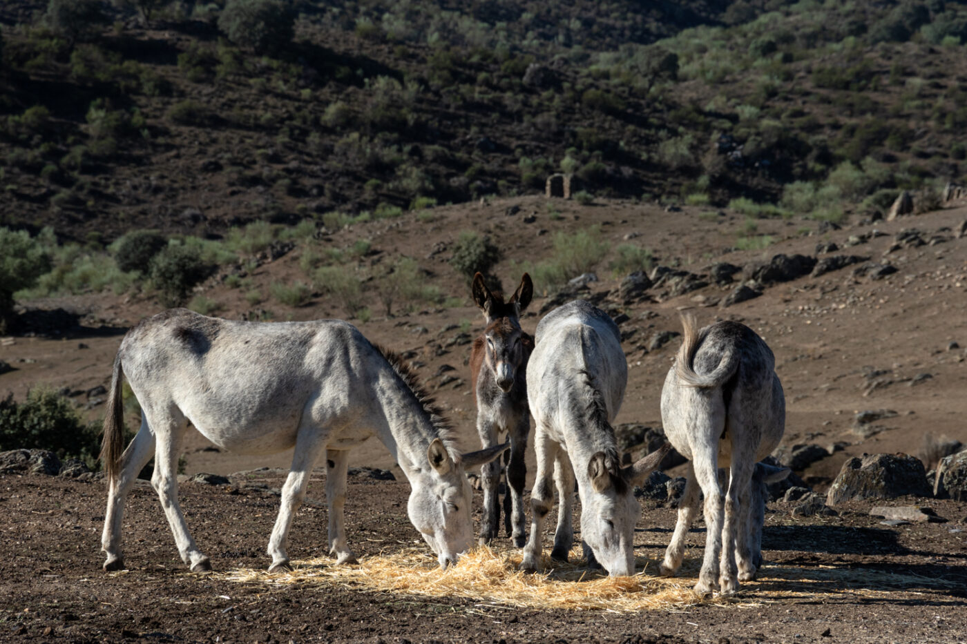 Donkeys near Puente romana de Alcántara