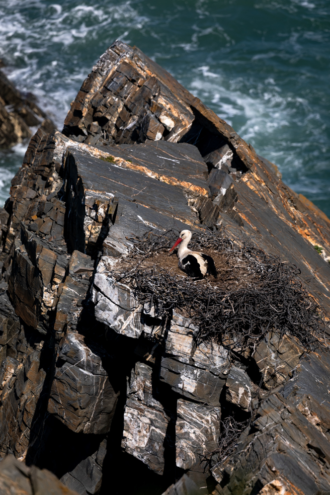 Cabo Sardão