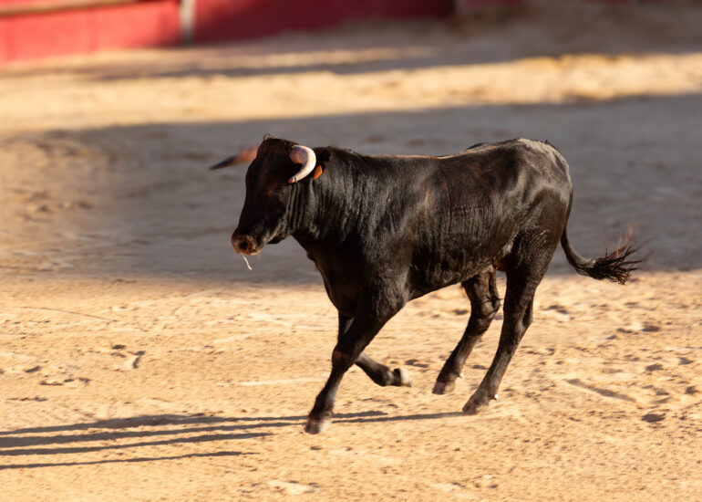 Bullfight by young toreros