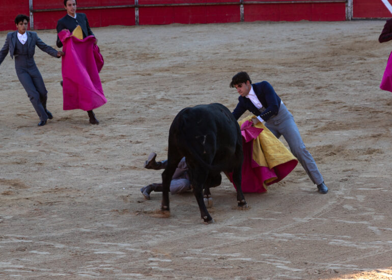 Bullfight by young toreros