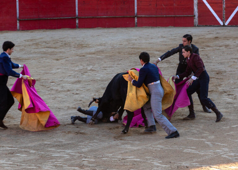 Bullfight by young toreros