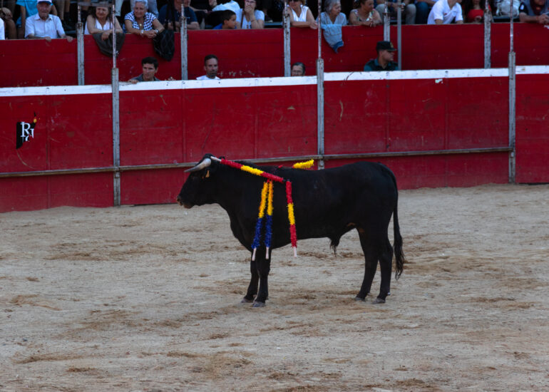 Bullfight by young toreros
