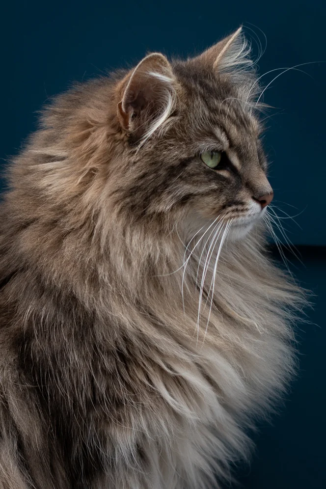 the cat and the swallow